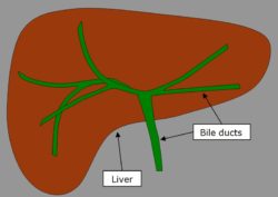 Figure 1: Schematic diagram of the bile ducts within the liver