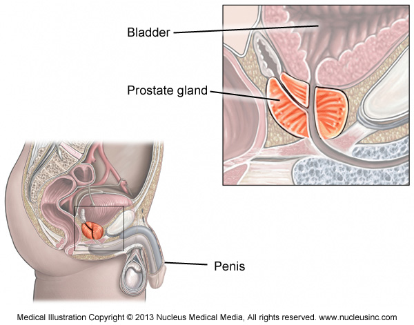 Prostate from inside your anus