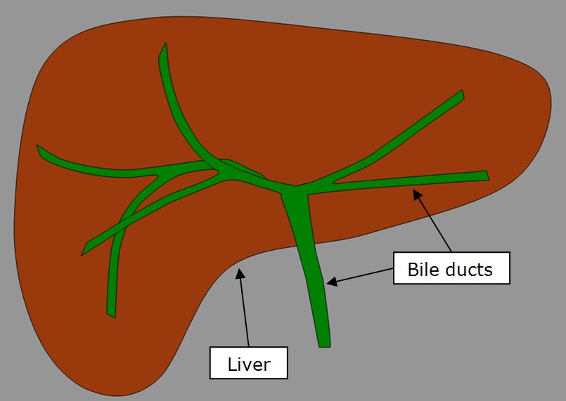 Biliary Drainage InsideRadiology